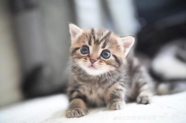 短毛猫咪品种大全及图片和名字(短毛猫的种类图片及名称)
