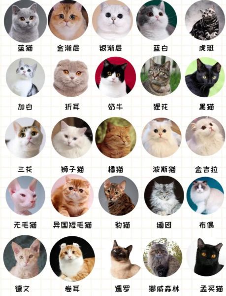 短毛猫咪品种大全及图片和名字(短毛猫的种类图片及名称)