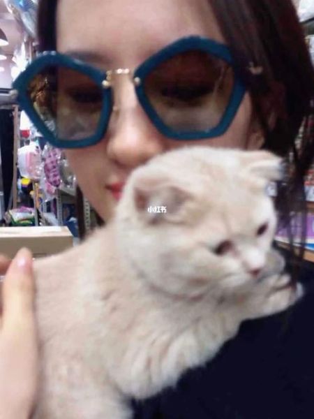 什么是吸猫症(什么是吸猫体质的女人)