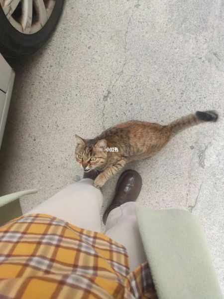 什么是吸猫症(什么是吸猫体质的女人)
