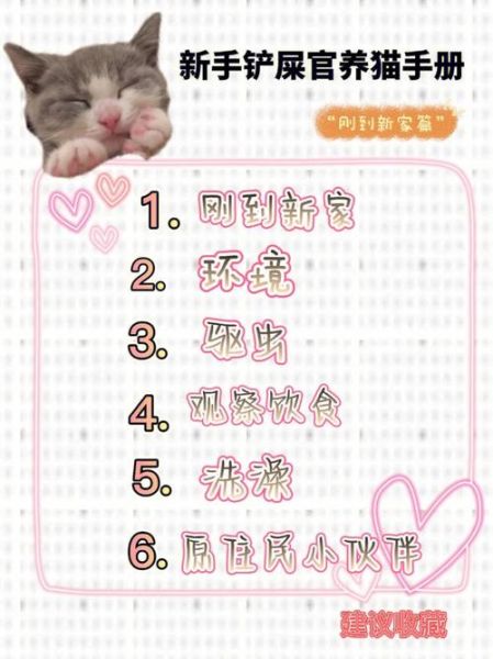 养猫指南书籍(养猫指南by 半盏玫瑰茶)