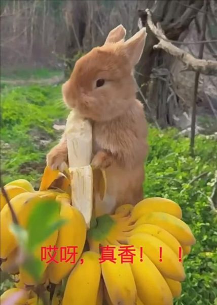 可以喂兔子吃香蕉吗(兔子吃香蕉吗会中毒吗)