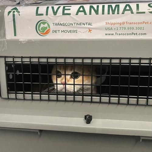 如何托运宠物到美国(如何托运宠物猫)