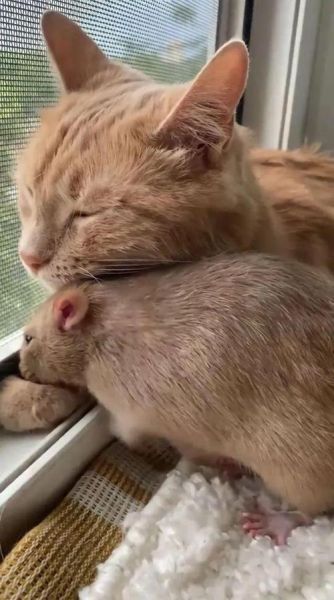 如何把猫引出来!(专门吓老鼠的猫叫声)
