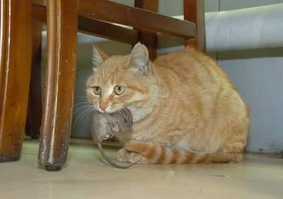 如何把猫引出来!(专门吓老鼠的猫叫声)