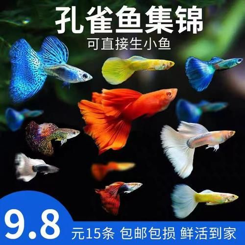 孔雀鱼多久生一次小鱼(养孔雀鱼三忌)