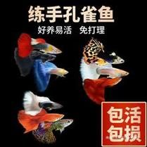 孔雀鱼多久生一次小鱼(养孔雀鱼三忌)