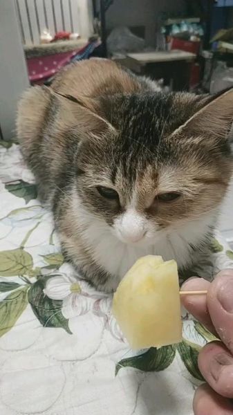 宠物猫可以吃菠萝吗(猫咪可以吃菠萝么)