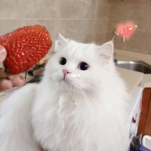 小猫可以吃草莓吗可以吃(小猫可以吃草莓吗有毒吗)