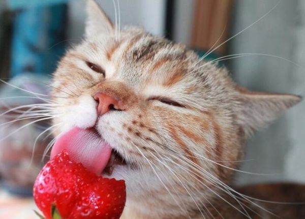 小猫可以吃草莓吗可以吃(小猫可以吃草莓吗有毒吗)