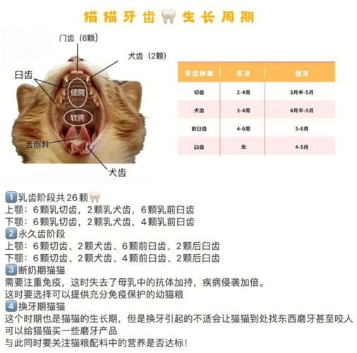 小猫多大长牙齿咬人(家猫多大长牙)