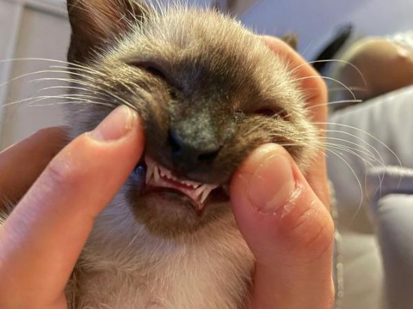 小猫多大长牙齿咬人(家猫多大长牙)