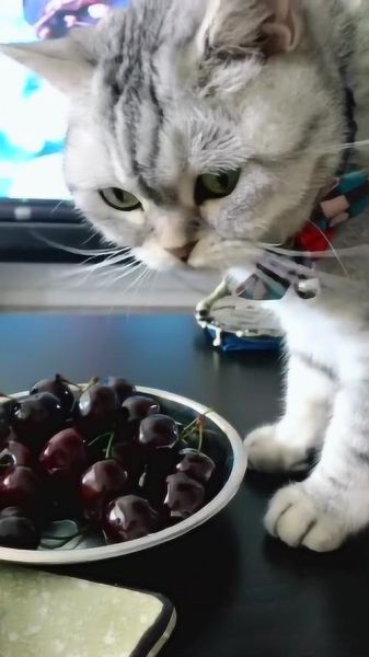 小猫能吃樱桃么(猫咪可以吃小樱桃吗)