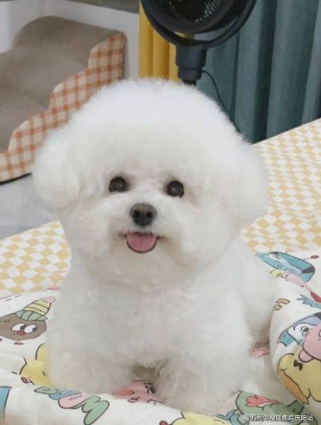 比熊犬吃什么对毛发好(比熊犬吃什么最好)