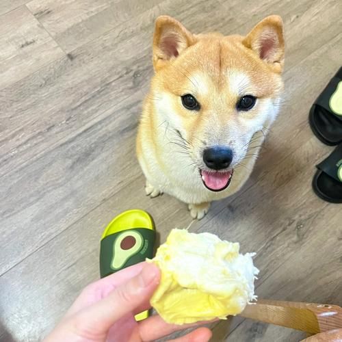 狗可以吃榴莲了吗(狗可以吃榴莲千层吗)