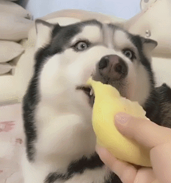 狗可以吃榴莲了吗(狗可以吃榴莲千层吗)