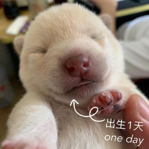 狗崽崽几天睁开眼睛(狗崽崽韩语怎么说)