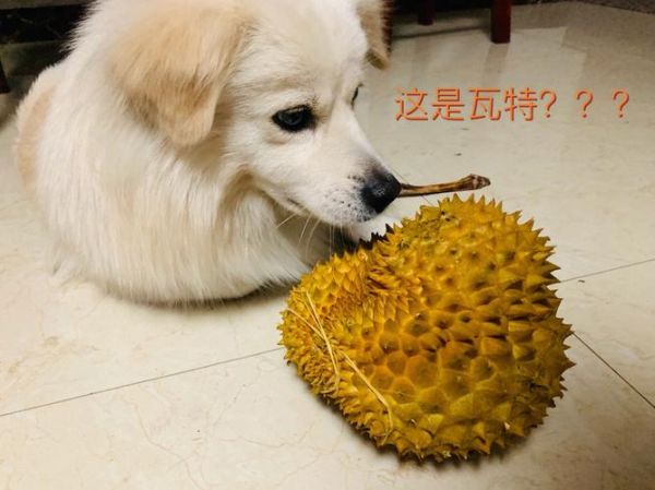 狗狗吃榴莲核吐了怎么办(狗狗吃榴莲好不好)