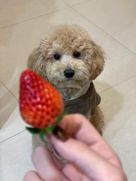 狗狗能不能吃草莓味的棒棒糖(狗狗能不能吃草莓吗)
