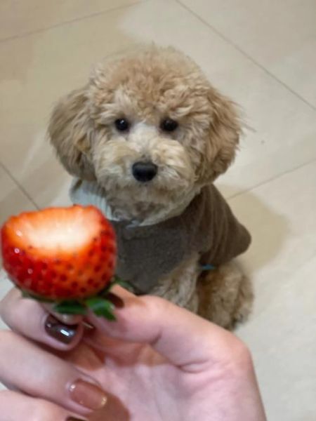 狗狗能不能吃草莓味的棒棒糖(狗狗能不能吃草莓吗)
