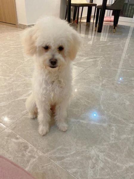 狗狗能吃桑葚吗 泰迪(狗狗能吃桑葚吗 比熊)