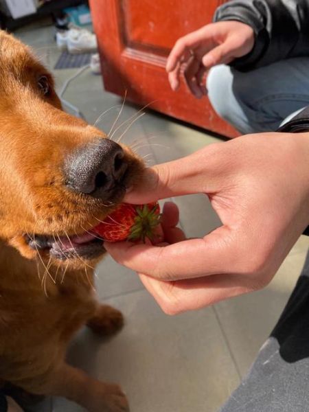狗狗能吃草莓吗金毛(狗狗能吃草莓吗阿拉斯加)