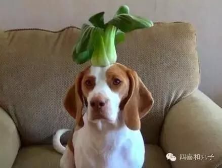 狗狗能吃豌豆吗为什么(狗狗能吃豌豆吗会中毒吗)