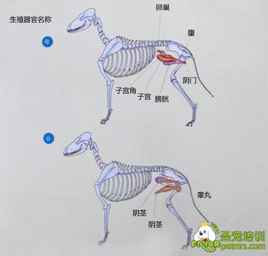 狗的性器官