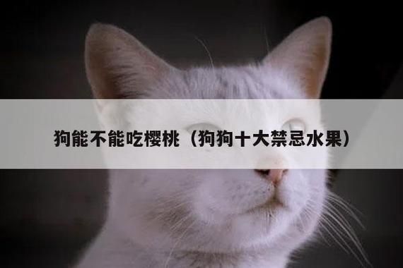 狗能吃樱桃不(狗吃樱桃会死吗)
