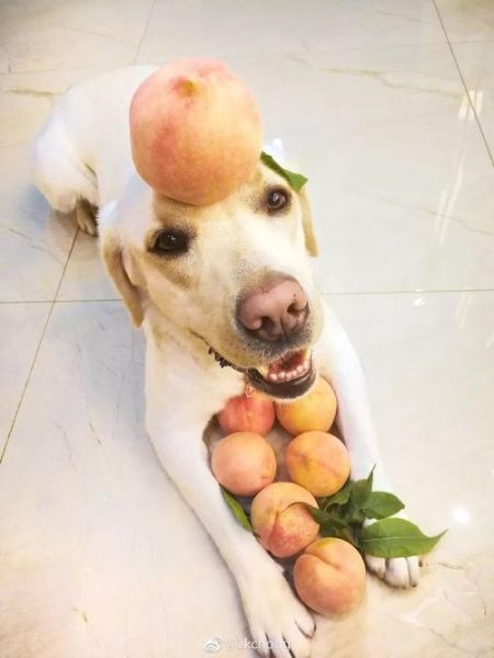 狗能吃樱桃吗请回答谢谢(狗狗能不能吃樱桃 且没有吐核)