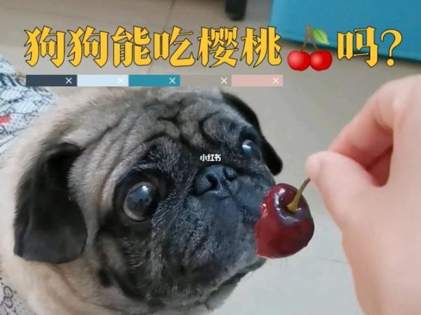 狗能吃樱桃吗请回答谢谢(狗狗能不能吃樱桃 且没有吐核)