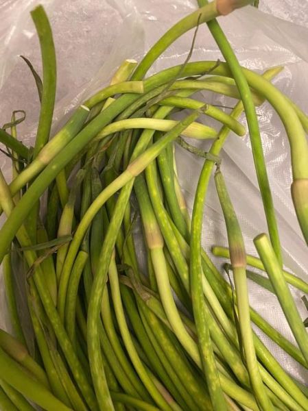 狗能吃蒜苔(狗可以吃蒜苔么)