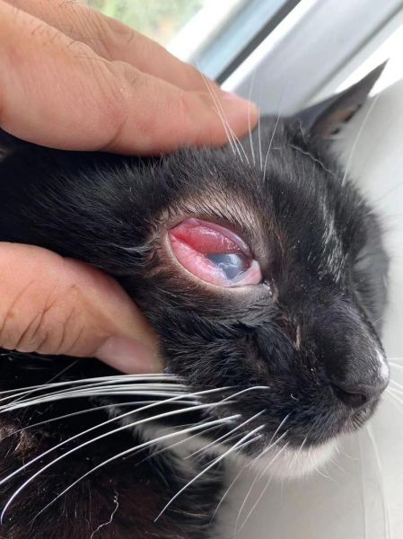 猫传腹早期症状和前兆(猫传腹的症状和表现)