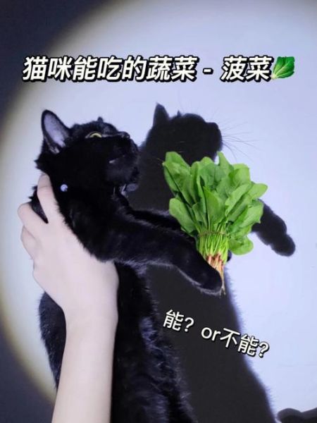 猫咪可以吃菠菜吗吗(猫能吃菠菜吗需要煮熟吗)