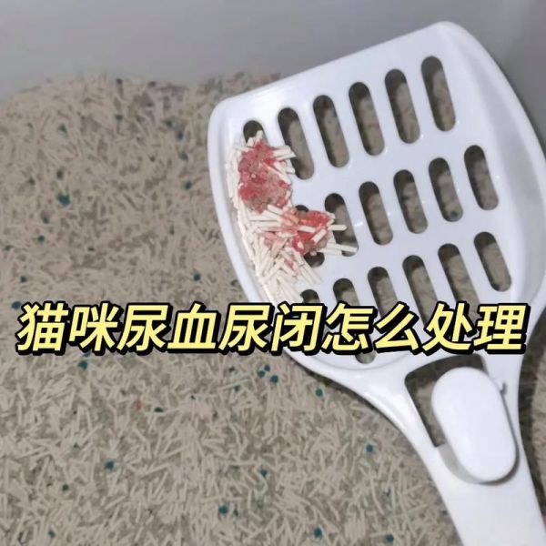 猫咪尿频尿血是怎么回事怎么治疗(猫咪尿频繁一次只尿一点点怎么办)