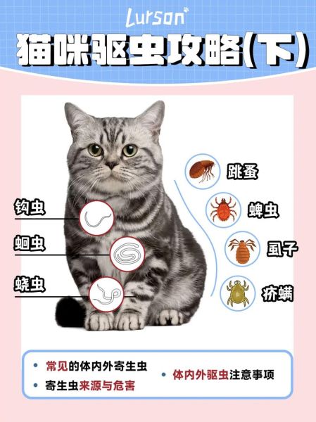 猫咪怀孕期间能驱虫吗(猫猫怀孕可以驱虫吗)