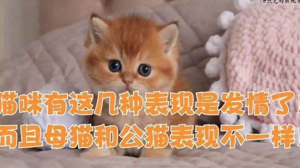 猫咪绝育针多少钱一支(母猫一年发几次情每次发情多长时间)