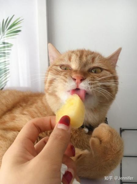 猫猫可以吃橘子么(猫咪可以吃橘子吗吗)