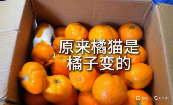 猫猫可以吃橘子么(猫咪可以吃橘子吗吗)
