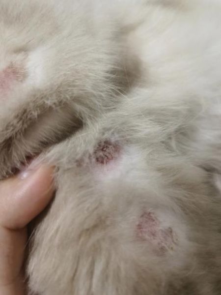 猫癣各个阶段图解 初期症状是什么样的-宠物汇(猫癣各个阶段褐色)