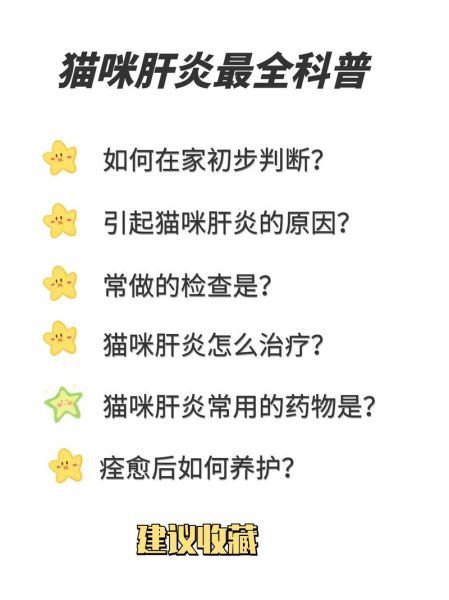 猫肝炎的症状及治疗方法(猫肝炎怎么治)