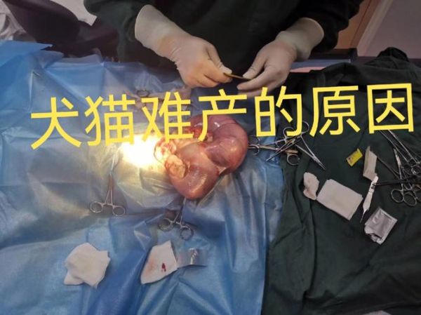 猫胎盘的功效与作用(猫月子多长时间)