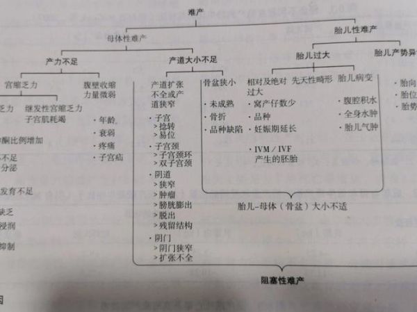 猫胎盘的功效与作用(猫月子多长时间)