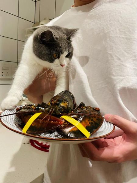 猫能吃小龙虾(宠物猫能吃龙虾肉吗)