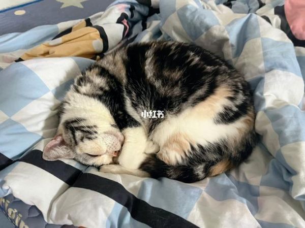 猫能跟人一起睡吗(中国最长寿的猫咪)