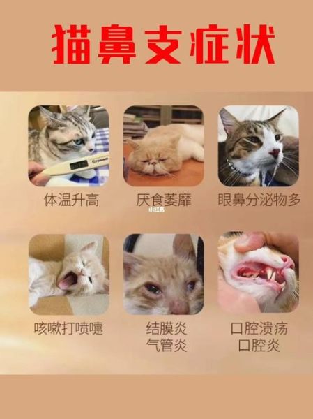 猫鼻支和感冒的区别(猫鼻支是怎么染上的)