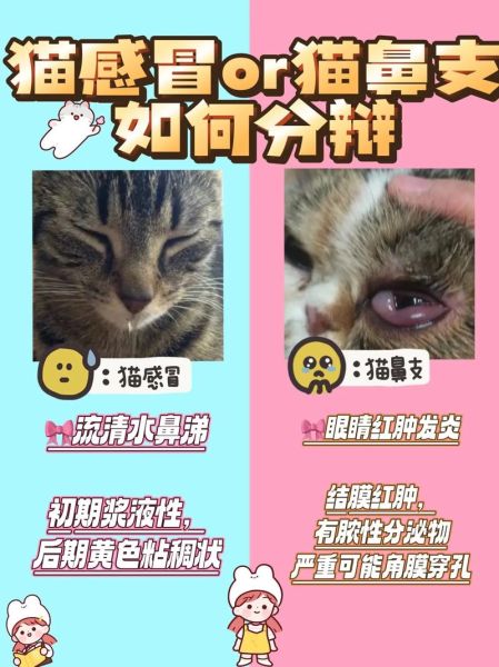 猫鼻支和感冒的区别(猫鼻支是怎么染上的)