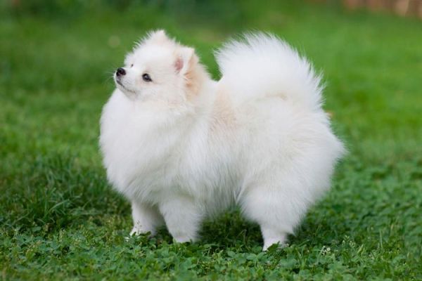 白色狗狗种类中型犬(白色狗狗种类大型犬品种)