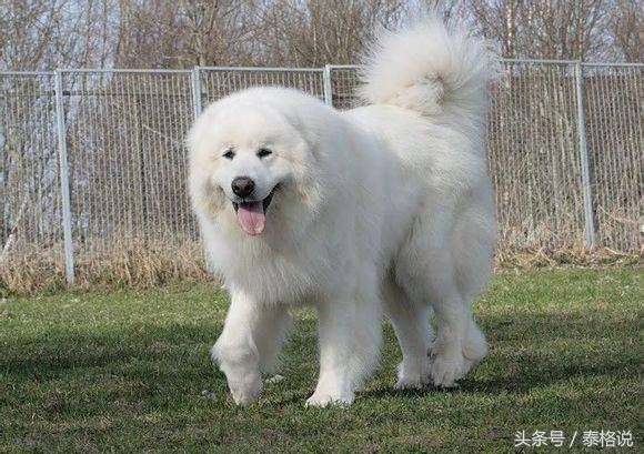 白色狗狗种类中型犬(白色狗狗种类大型犬品种)