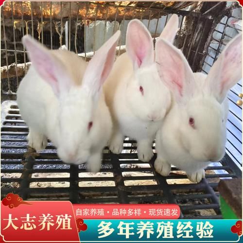 种兔养殖加盟(63年兔属于金木水火土哪种兔)